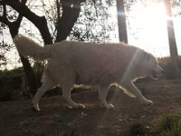 abruzzo shepherd dog